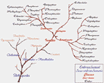 Classification des Insectes - cliquez pour agrandir