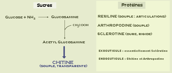 Composition de la PROCUTICULE