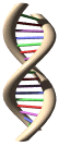 molécule d'ADN